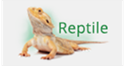 Reptile