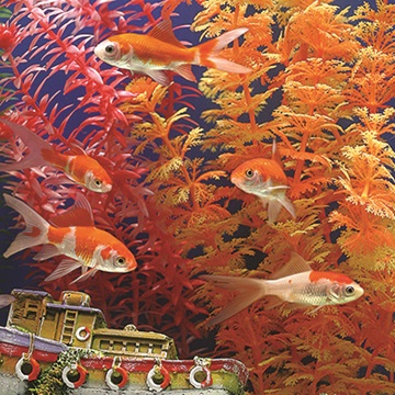 A beginners guide to successful fish keeping
